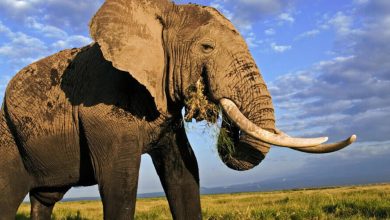 Elephant