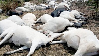 Kogi dead cow