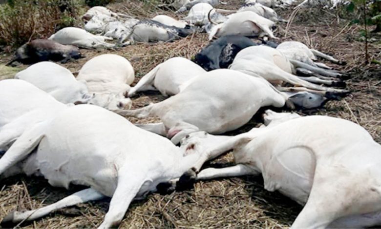 Kogi bans beef consumption for one week after mysterious death of 20 cows 1 Kogi dead cow