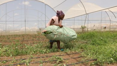 How Burundi refugees in Kenya are empowered to farm 9 Farm 1 1