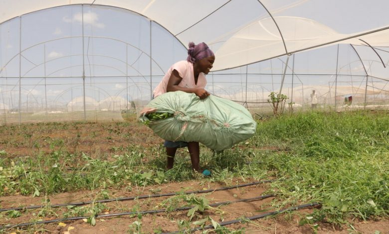 How Burundi refugees in Kenya are empowered to farm 1 Farm 1 1