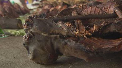 PUBLIC HEALTH ALERT: Stop buying, selling bushmeat, FG tells Nigerians 1 images 14