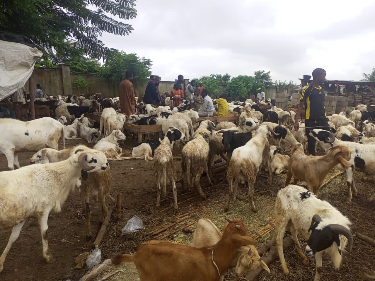 Sallah: Osun residents lament high cost of items as ram sellers smile to the bank 13 Ram 3