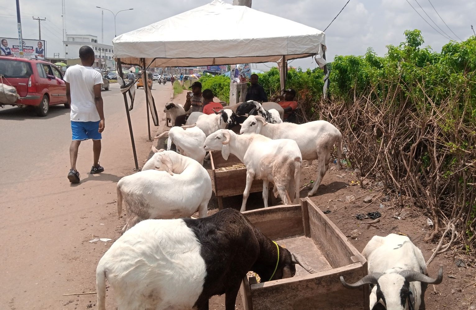 Ram dealers in Kwara attribute hike in prices to feeds, transportation cost 1 Ram 4