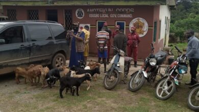 Osun Amotekun nabs 40-year old mechanical engineer, two others for stealing 18 goats 8 Stealing