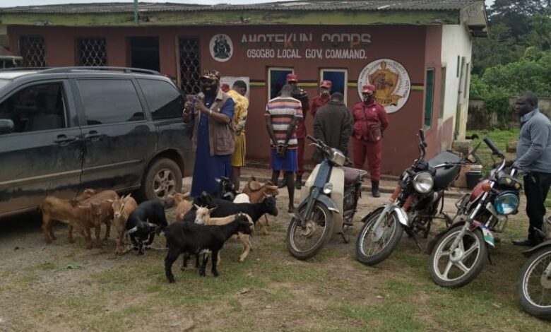 Osun Amotekun nabs 40-year old mechanical engineer, two others for stealing 18 goats 1 Stealing