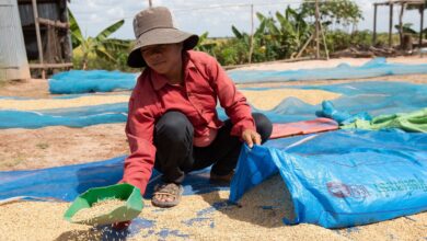 World food commodity prices dip for fifth month in a row in August 1 fao po cmb 202207 030
