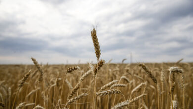 Benchmark for world food commodity prices fall in March for the twelfth month in a row 6 Wheat RU April 23 FAO 24965 00137