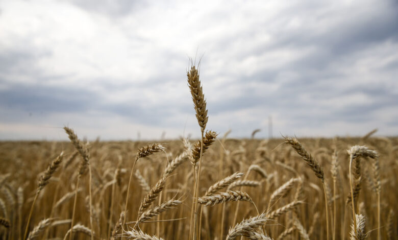 Wheat RU April 23 FAO 24965 00137