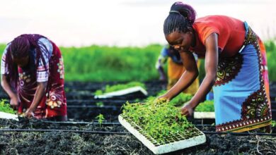 Food security and anatomy of hunger, By Fredrick Nwabufo 3 images 30