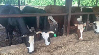Inside Buhari’s cattle farm, By Femi Adesina 2 IMG 20230919 WA0002