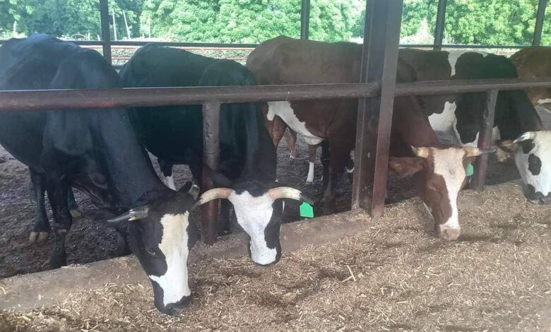 Inside Buhari’s cattle farm, By Femi Adesina 1 IMG 20230919 WA0002