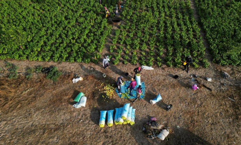 US, Norway to launch Africa agriculture fund, commit $70 million 1 image 3