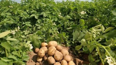 FG launches 5-year plan to boost potato production 1 images 30