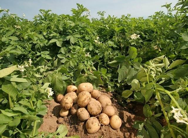 FG launches 5-year plan to boost potato production 1 images 30