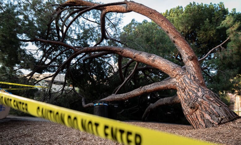 Tragedy as tree falls on passers-by, kills two in Ilorin 1 web.ns .treefall.LK