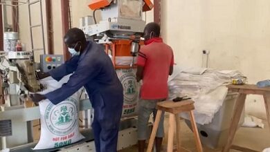 BREAKING: FG set to distribute free food items to Nigerians 2 Ministry of Agric bagging of grains