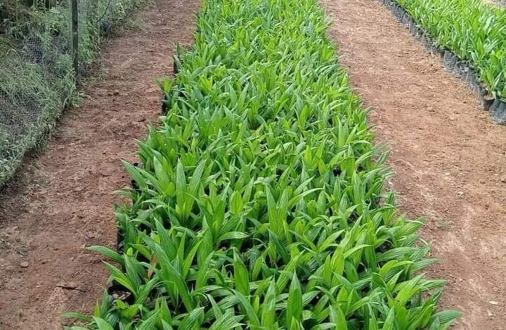 Ogun council breeds hybrid oil palm seedlings for sales, planting 1 IMG 20240314 WA0321
