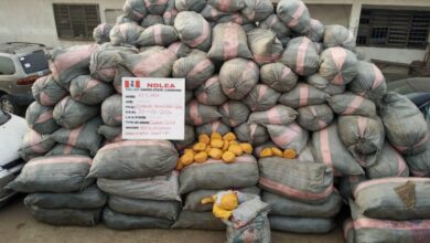 NDLEA seizes tonnes of Narcotics in massive raids 9 Seized Narcotics