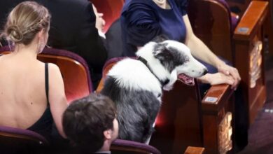 Oscars 2024: 3 awkward moments at the awards ceremony 9 Messi the dog