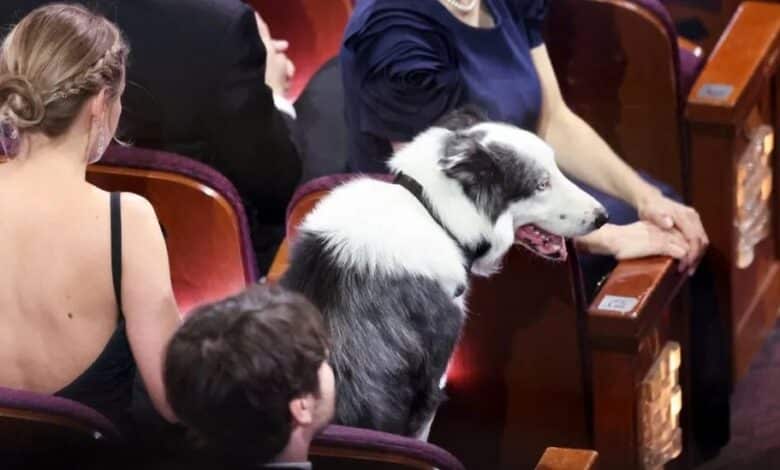 Messi the dog