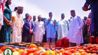 Largest tomato processing factory in West Africa commissioned in Kebbi 9 Tomato processing