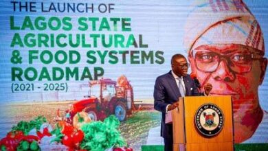 Lagos State's agricultural surge: a testament to proactive governance under Gov. Sanwo-Olu, by Funke Phillips 8 WhatsApp Image 2024 05 09 at 7.59.22 AM