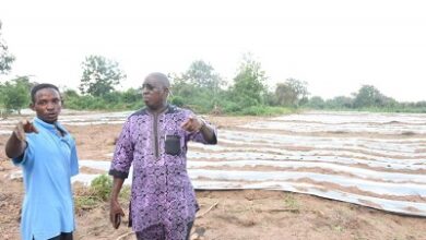 FUNAAB plants two hectares of tomatoes to address shortages, rising price 7 WhatsApp Image 2024 06 24 at 5.36.34 PM 1