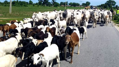 L-PRES programme graduates 1,000 livestock farmers in Ondo, warns against knowledge hoarding 6 Livestock