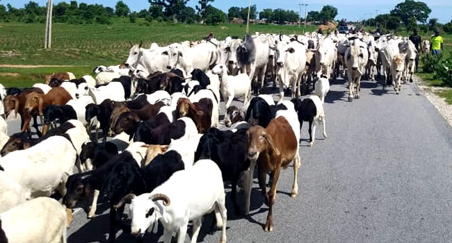 L-PRES programme graduates 1,000 livestock farmers in Ondo, warns against knowledge hoarding 3 Livestock