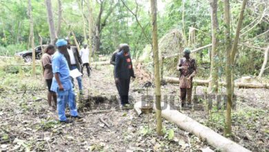 FUNAAB launches major Cocoa planting project 2 WhatsApp Image 2024 07 26 at 8.12.04 PM
