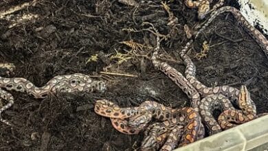 Boa constrictor gives birth to 14 baby snakes after living alone for nearly a decade 4 boa constrictorm2