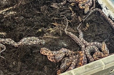 boa constrictorm2