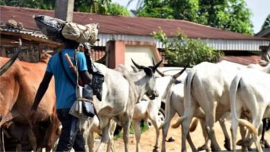 herdsmen 604x340 1