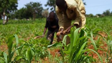 Kwara: Farmers warn of impending food shortage due to drought 6 WhatsApp Image 2024 08 15 at 10.19.04 AM