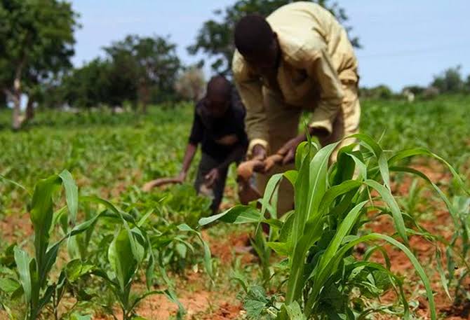 Kwara: Farmers warn of impending food shortage due to drought 1 WhatsApp Image 2024 08 15 at 10.19.04 AM