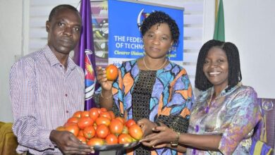 FUTA expands cultivation of high-yield Tomato variety Eva F1 4 WhatsApp Image 2024 08 25 at 2.03.58 PM