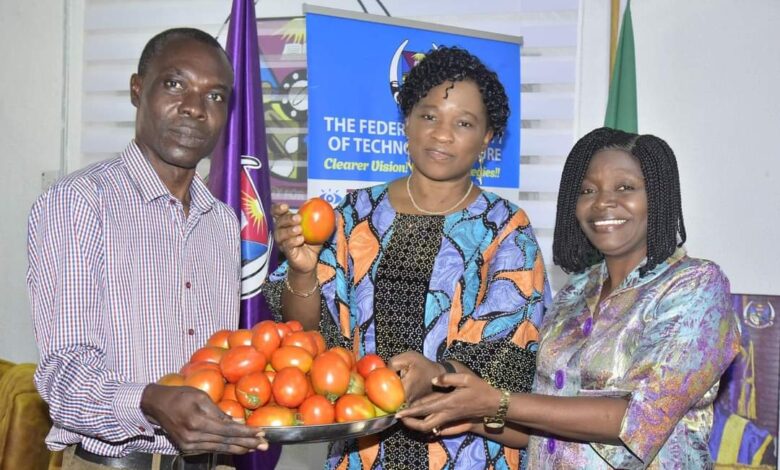 FUTA expands cultivation of high-yield Tomato variety Eva F1 1 WhatsApp Image 2024 08 25 at 2.03.58 PM