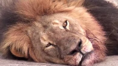 Lion