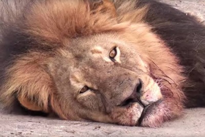 BREAKING: Lion kills worker at Obasanjo Presidential Library zoo 1 Lion