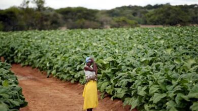 Zimbabwe compensates foreign and local farmers over land invasions 2 WhatsApp Image 2024 10 05 at 1.21.20 PM