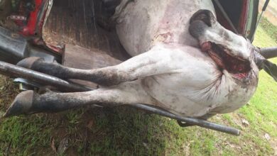 Kwara Govt confiscates unwholesome cow meat in Ilorin 13 WhatsApp Image 2024 10 24 at 5.30.50 PM