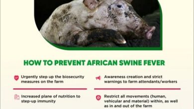 Beware of African swine fever, Ekiti Govt. warns farmers 17 Pig