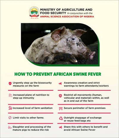 Beware of African swine fever, Ekiti Govt. warns farmers 1 Pig