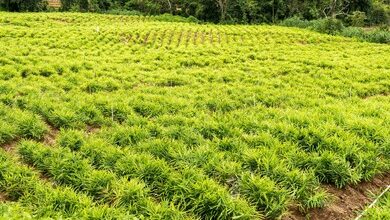 FG trains 150 farmers on mechanised ginger farming in Southern Kaduna 1 ginger zingiber officinale crop planted 260nw 2344530645