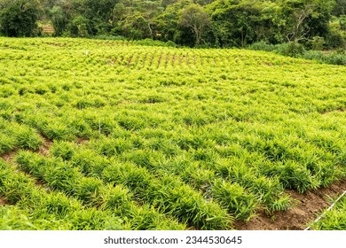 ginger zingiber officinale crop planted 260nw 2344530645