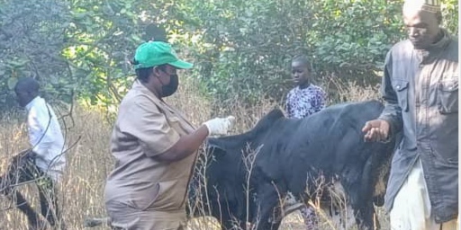 Kwara govt begins vaccination of livestock against Anthrax 1 IMG 20241218 150639