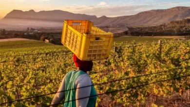 South African president signs controversial land seizure law 9 41a2f850 da6b 11ef bb08 a77ffb70a682.jpg