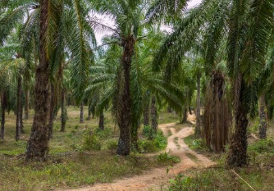 Ogun farmer dies after palm tree falls on him 1