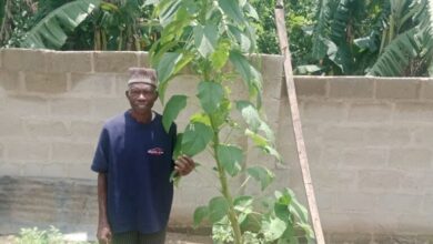 Tourism: 9.5 foot-tall African spinach plant discovered in Ekiti 14 1746181024936 768x853 1